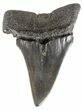 Fossil Mako Shark Tooth - South Carolina #54152-1